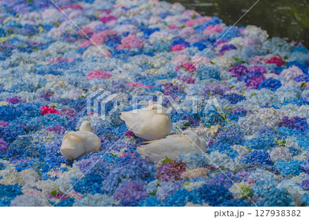 あじさいの水中華に浮かぶアヒル 127938382