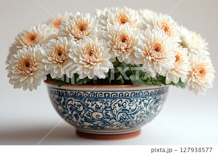 Green bush standing at door of house. Chrysanthemums plant with white flowers on a white background. Small potted plant. 127938577