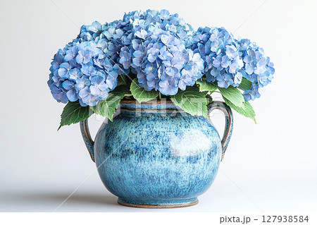 Big Hydrangea bush in rustic pot with fleshy leaves and pink flowers on a white background. Big Hydrangea bush in rustic pot with fleshy leaves and pink flowers on a white background. 127938584