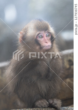 愛くるしい眼差しの小猿 127938745