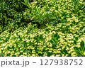 A Beautiful Blooming Floral Landscape adorned with Lush Green Foliage and Vivid Colors 127938752