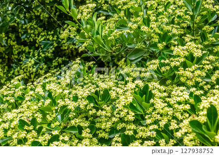 A Beautiful Blooming Floral Landscape adorned with Lush Green Foliage and Vivid Colors 127938752