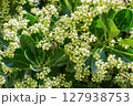 Beautiful Blooming Flowers Nestled Amidst Lush Green Leaves, Creating a Stunning Scene 127938753