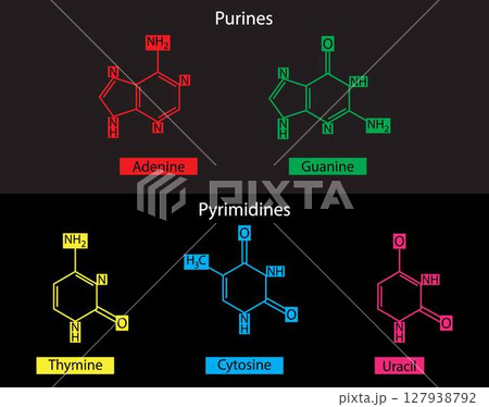 illustration of chemistry, Purines and Pyrimidines models, Nucleotides: The difference between pyrimidines and purines, Purine and pyrimidine nitrogenous bases ,chemical formulas 127938792