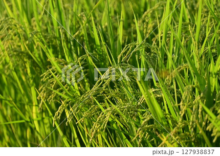 コメ(稲作)イメージ (rice field image) 127938837