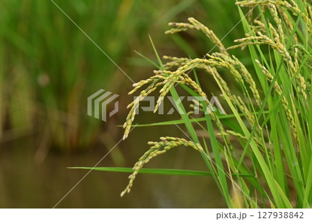 コメ(稲作)イメージ (rice field image) 127938842