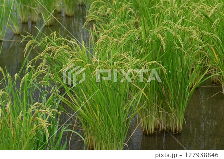 コメ(稲作)イメージ (rice field image) コメ(稲作)イメージ (rice field image) 127938846