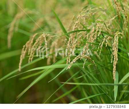 コメ(稲作)イメージ (rice field image) コメ(稲作)イメージ (rice field image) 127938848