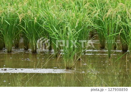 コメ(稲作)イメージ (rice field image) コメ(稲作)イメージ (rice field image) 127938850