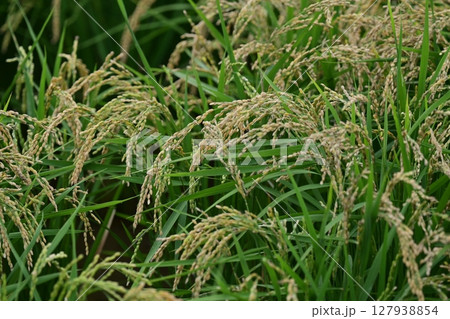 コメ(稲作)イメージ (rice field image) コメ(稲作)イメージ (rice field image) 127938854