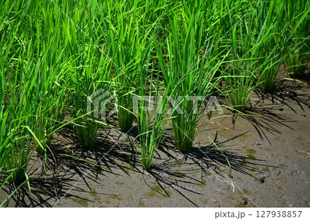 コメ(稲作)イメージ (rice field image) コメ(稲作)イメージ (rice field image) 127938857