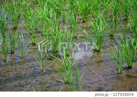 コメ(稲作)イメージ (rice field image) 127938859