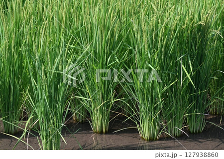 コメ(稲作)イメージ (rice field image) 127938860
