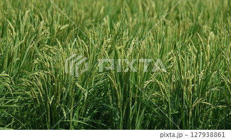 コメ(稲作)イメージ (rice field image) 127938861