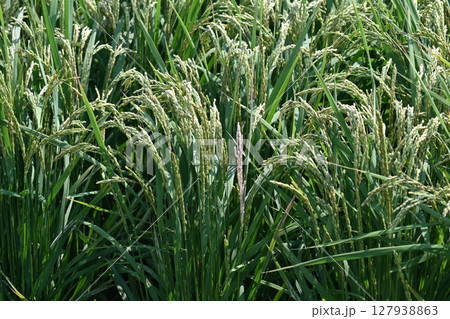 コメ(稲作)イメージ (rice field image) 127938863