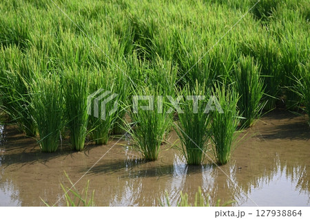 コメ(稲作)イメージ (rice field image) 127938864