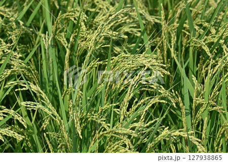 コメ(稲作)イメージ (rice field image) 127938865