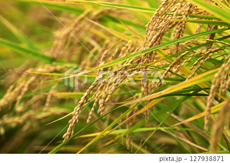 コメ(稲作)イメージ (rice field image) 127938871