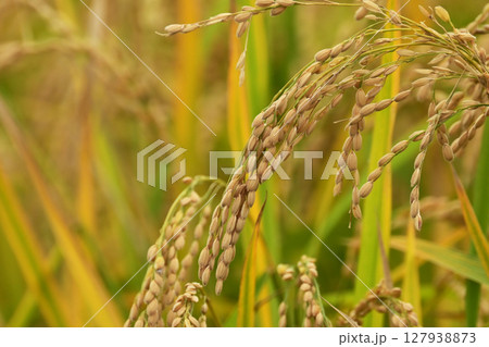 コメ(稲作)イメージ (rice field image) コメ(稲作)イメージ (rice field image) 127938873