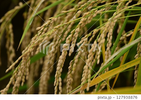 コメ(稲作)イメージ (rice field image) コメ(稲作)イメージ (rice field image) 127938876