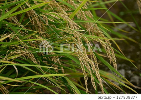 コメ(稲作)イメージ (rice field image) コメ(稲作)イメージ (rice field image) 127938877