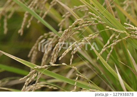コメ(稲作)イメージ (rice field image) 127938878