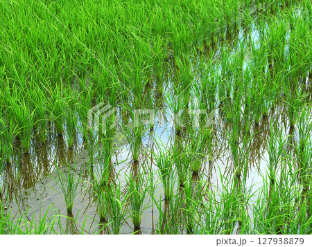 コメ(稲作)イメージ (rice field image) 127938879