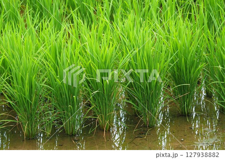 コメ(稲作)イメージ (rice field image) 127938882