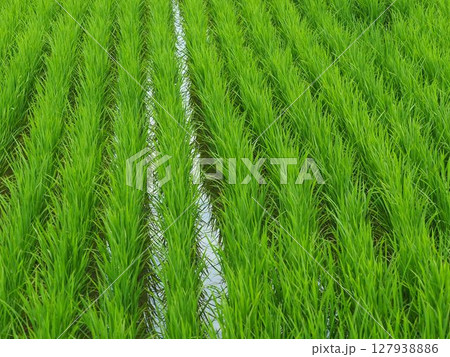 コメ(稲作)イメージ (rice field image) 127938886