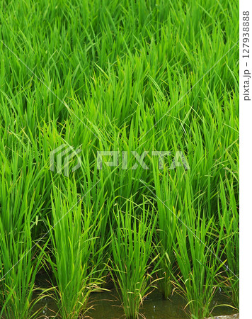 コメ(稲作)イメージ (rice field image) 127938888
