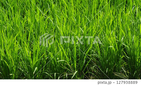 コメ(稲作)イメージ (rice field image) 127938889