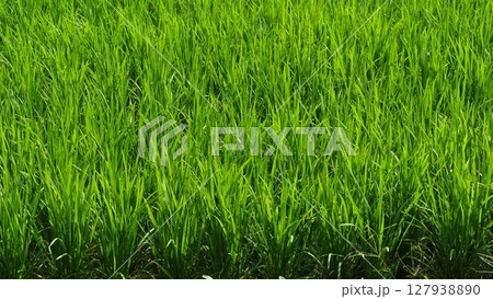 コメ(稲作)イメージ (rice field image) コメ(稲作)イメージ (rice field image) 127938890