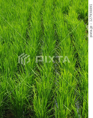 コメ(稲作)イメージ (rice field image) 127938891