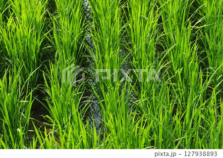 コメ(稲作)イメージ (rice field image) 127938893