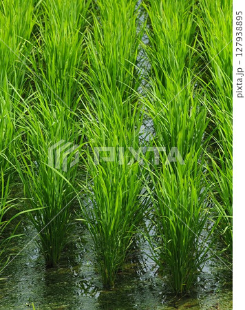 コメ(稲作)イメージ (rice field image) コメ(稲作)イメージ (rice field image) 127938895