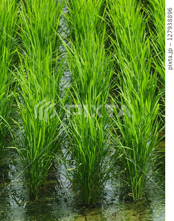 コメ(稲作)イメージ (rice field image) 127938896