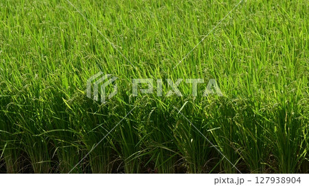 コメ(稲作)イメージ (rice field image) 127938904