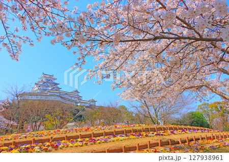 兵庫県姫路市、満開の桜と姫路城の風景 兵庫県姫路市、満開の桜と姫路城の風景 127938961