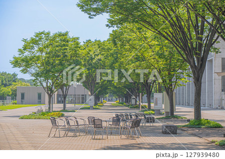 新緑と木漏れ日が美しい東京大学柏キャンパスの並木道 127939480