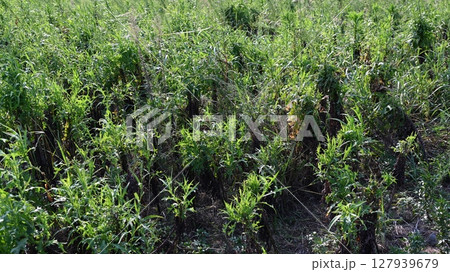 空き地 荒地 雑草 土地 vacant lot 空き地 荒地 雑草 土地 vacant lot 127939679