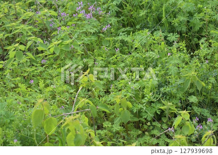 空き地 荒地 雑草 土地 vacant lot 空き地 荒地 雑草 土地 vacant lot 127939698