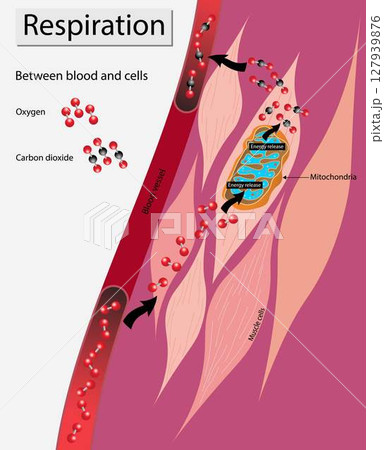 illustration of Biology, Respiration between blood and cells, The exchange of gases between the blood and tissue cells is internal respiration, cellular metabolism, cellular respiration. illustration of Biology, Respiration between blood and cells, The exchange of gases between the blood and tissue cells is internal respiration, cellular metabolism, cellular respiration. 127939876