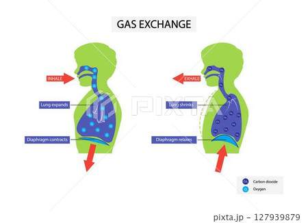 illustration of biology, Human gas exchange system, Oxygen travel from lungs to heart, The lungs expand and contract when breathing in and out illustration of biology, Human gas exchange system, Oxygen travel from lungs to heart, The lungs expand and contract when breathing in and out 127939879