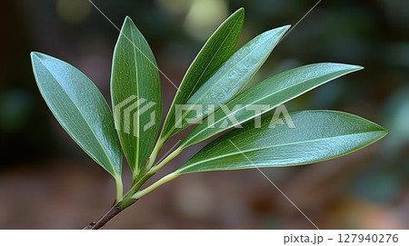 Vibrant green leaves macro photography nature detail 127940276
