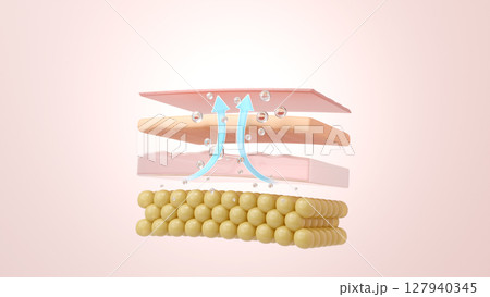 シワ改善 ヒアルロン酸による肌のハリとリフトアップ効果 3DCG 127940345
