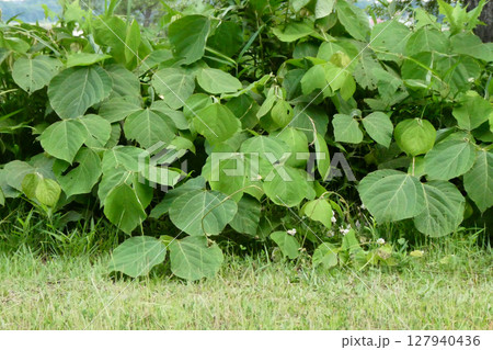 ラムサール条約の宮城県伊豆沼付近の土を改良するクズ　一般には迷惑がられるクズの旺盛な繁殖　健康茶とし 127940436