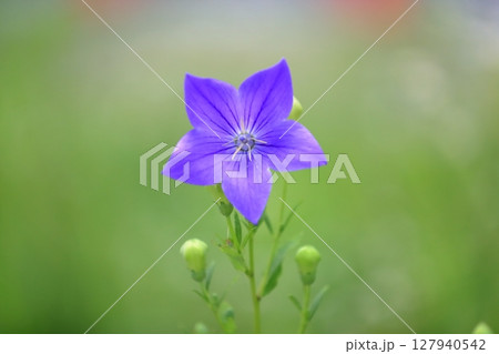 桔梗 桔梗 127940542