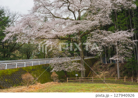 島田市川根町のほう瀬の桜の風景(静岡県) 127940926
