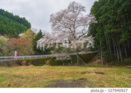 島田市川根町のほう瀬の桜の風景(静岡県) 127940927