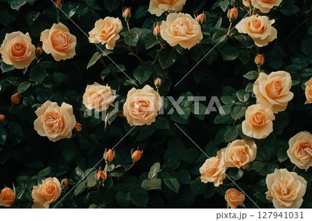 Peach Roses Bloom Beautifully in Garden with Green Leaves and Natural Beauty 127941031
